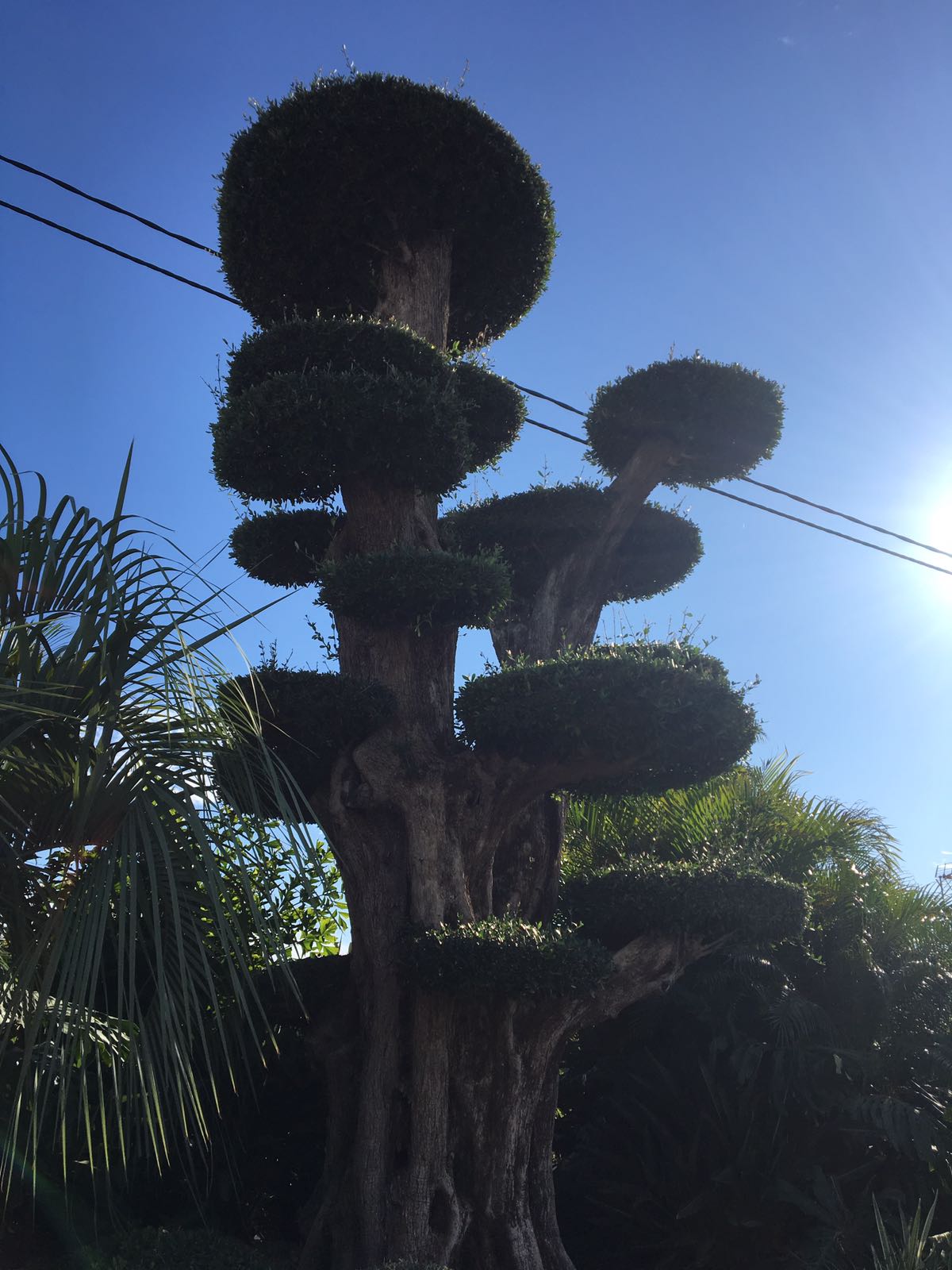 OLIVI MILLENARI MACROBONSAI2